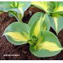 Hosta Dream weawer