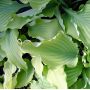 Hosta Neptune