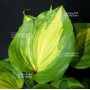 Hosta Raspberry sundae