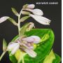 Hosta Warwick comet