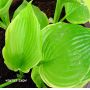 Hosta Winter snow