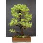 PLUS TPin a 5 aiguilles du japon ref: 0411124