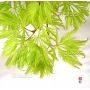 Graines d'Acer Matsumurae red autumn lace