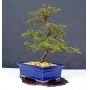 rhododendron ref :12040137