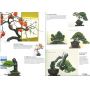 BONSAI FOCUS N° 69