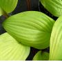 Hosta Designer genes