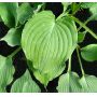 Hosta Queen of the seas