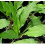 Hosta Red dog