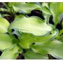 Hosta Ripple effect