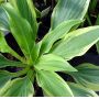 Hosta Wolverine