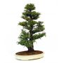 cryptomeria du Japon ref :14020147