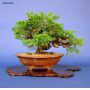 juniperus chinensis itoigawa ref23070142