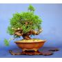 VENDU juniperus chinensis itoigawa ref23070145