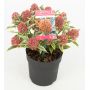 Skimmia japonica magic marlot ®