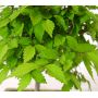 zelkova serrata 1 tree