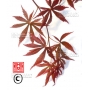 Acer palmatum trompenburg en godet