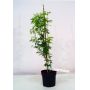 Acer palmatum 'SEIRYU' en godet