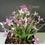 rhodohypoxis baurii "select" pot 1,4 litre