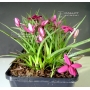 rhodohypoxis "paula" pot 1,4 litre