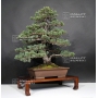 VENDU Pinus pentaphylla zuisho ref: 24020165