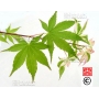 EPUISE Graines d'Acer palmatum versicolor