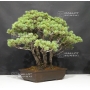VENDU Pinus pentaphylla du Japon ref :9070173