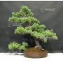 VENDU Pinus pentaphylla du Japon ref : 26070173