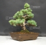 VENDU Pinus pentaphylla ref: 070801712