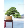 BONSAI FOCUS N° 90