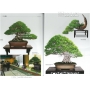 BONSAI FOCUS N° 94