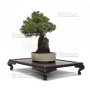 VENDU juniperus chinensis itoigawa ref:08020173