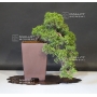 VENDU Juniperus chinensis itoigawa ref: 21080172