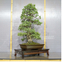Pinus pentaphylla 28070221