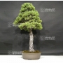 VENDU Pinus pentaphylla ref: 25060181
