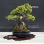 VENDU uniperus chinensis itoigawa ref 25060188