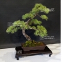 VENDU Pinus pentaphylla 9070181