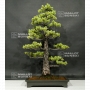 VENDU Pinus pentaphylla ref: 18070181