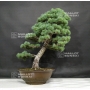 VENDU Pinus pentaphylla ref: 1807018