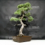 VENDU Pinus pentaphylla 25070181