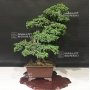 Juniperus procumbens.ref:17040182