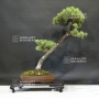 VENDU Pinus pentaphylla 6090181