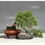 VENDU juniperus chinensis itoigawa ref :12100184