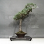 VENDU Pinus pentaphylla ref 12100185