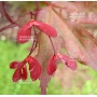 graines d'acer amoenum kasagi yama