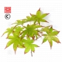 Graines d'acer amoenum shigarami