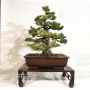 VENDU Pinus pentaphylla ref: 07030194
