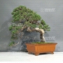 PT Juniperus chinensis itoigawa 25050181