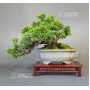 VENDU juniperus chinensis itoigawa ref 29050192