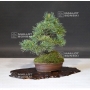 VENDU Pinus pentaphylla  ref : 19040195