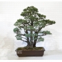 vendu Pinus pentaphylla 26090181